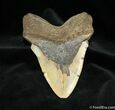 / Inch Megalodon Tooth #730-2